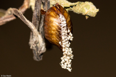 Orthoderella major