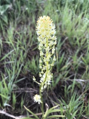 Toxicoscordion paniculatum
