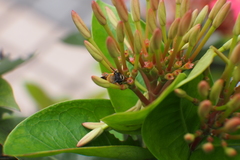 Megachile umbripennis