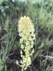Toxicoscordion paniculatum