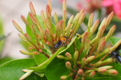 Megachile umbripennis