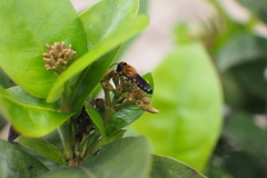 Megachile umbripennis