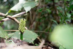 Amorphophallus henryi