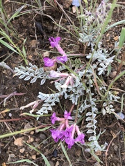 Astragalus utahensis