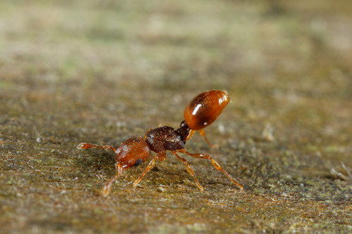 Mayriella abstinensMayriella abstinens