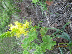Bulbine alooides