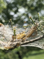 Yponomeuta cagnagella