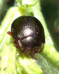 Chrysolina bankii