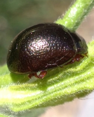 Chrysolina bankii