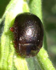 Chrysolina bankii