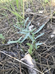 Aristolochia maurorum