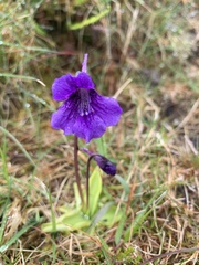 Pinguicula grandiflora