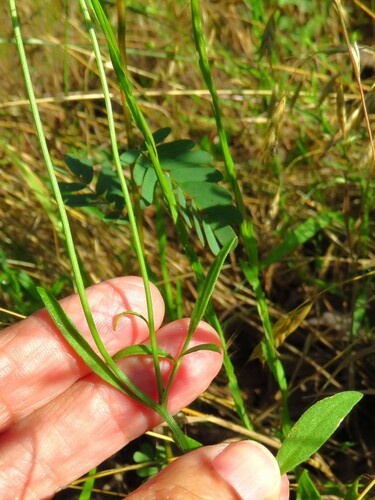 Image of Golden Wave Tickseed (Coreopsis basalis) by (c) Annika Lindqvist, some rights reserved (CC BY)