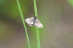 Panemeria tenebrata