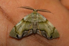 Achrosis