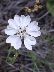 Blepharipappus scaber