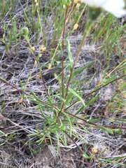 Blepharipappus scaber