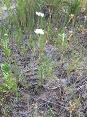Blepharipappus scaber