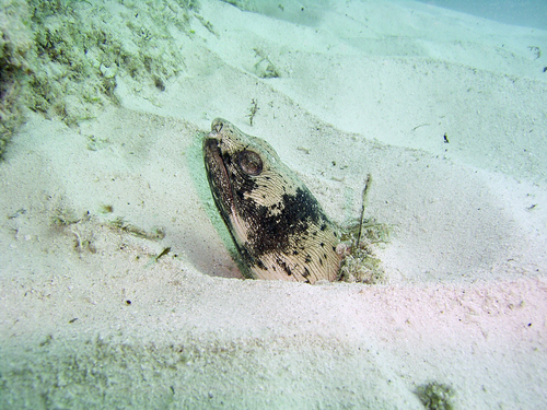 Ophichthus ophis