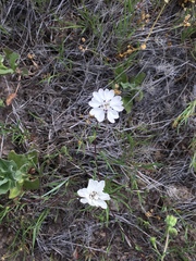 Blepharipappus scaber