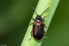 Microtheca