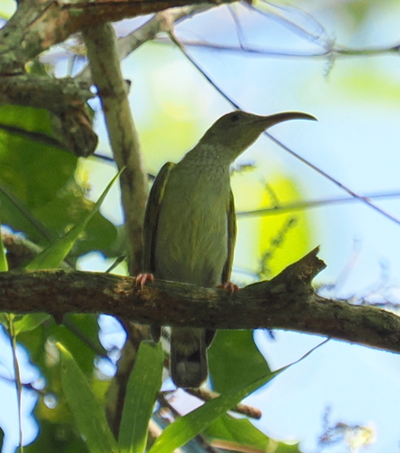 Grey-breasted Spiderhunter (Arachnothera modesta), photo 6
