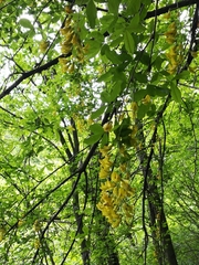 Laburnum