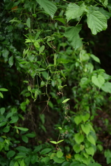 Vincetoxicum oshimae