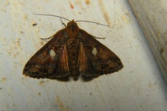 Odontodes aleuca