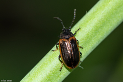 Microtheca