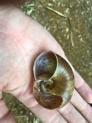 Macrocyclis peruvianus