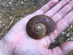 Macrocyclis peruvianus