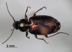 Agonum muelleri
