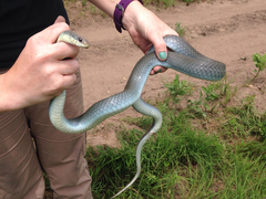 Coluber constrictor foxii