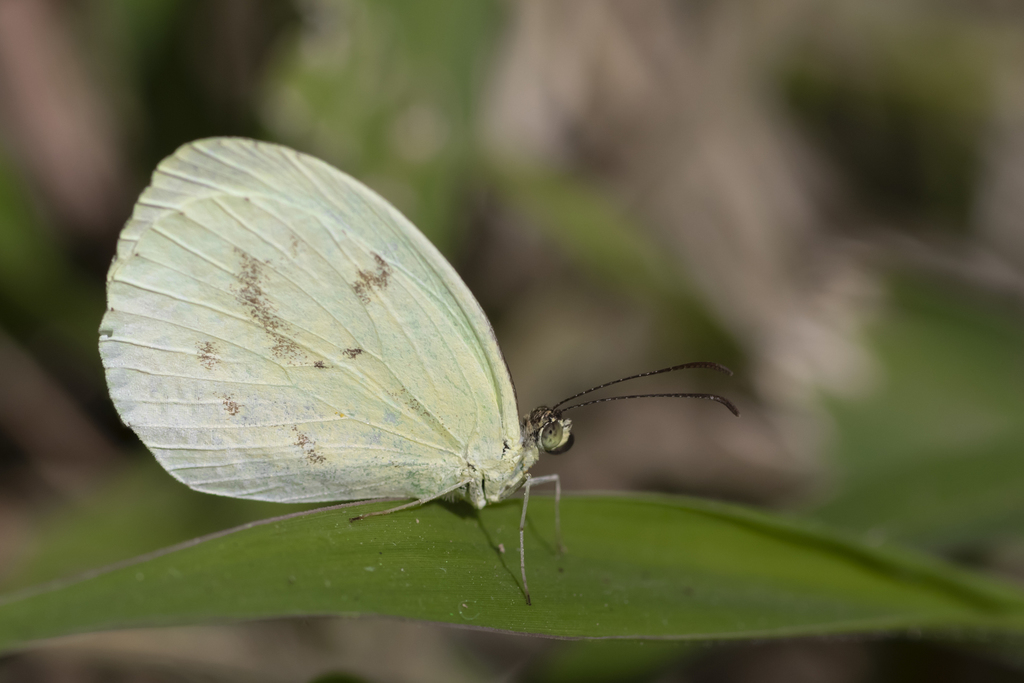 White Yellow
