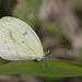 Mariposa Amarilla Fantasma - Photo (c) Gustavo Masuzzo, algunos derechos reservados (CC BY), subido por Gustavo Masuzzo