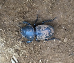 Apterodorcus bacchus