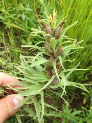 Castilleja sessiliflora