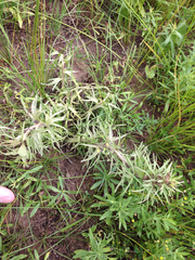 Castilleja sessiliflora