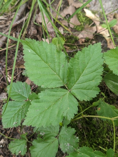 Steele's dewberry (Rubus steelei)