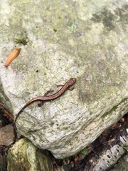 Plethodontinae