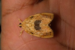 Crocidolomia suffusalis