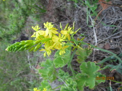 Bulbine alooides