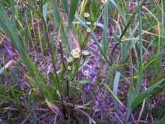 Erigeron acris kamtschaticus