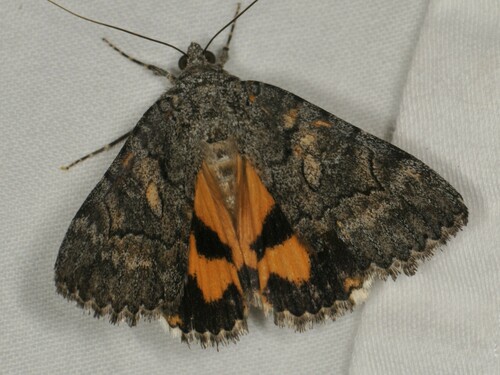 Catocala chelidonia photo 3