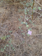 Malva nicaeensis