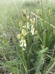 Astragalus sheldonii