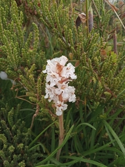 Orobanche crenata