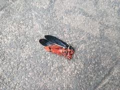 Scieroptera formosana