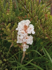 Orobanche crenata